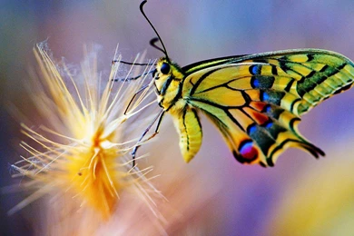 Butterflies Wallpapers Page 118: Touch Sun Butterfly Lovers Wings ...