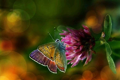 Beautiful Colorful Butterflies Wallpapers
