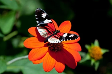 Butterfly,colorful Colorful Butterfly Animals 1280x1024 Wallpapers ...