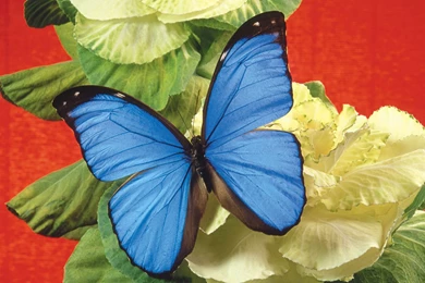 Dielianhua: Colorful Flowers Butterfly Close up Wallpapers ...