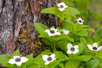 Download Wallpapers 3840x2400 Flower, Tree, Forest, Green, Nature ...