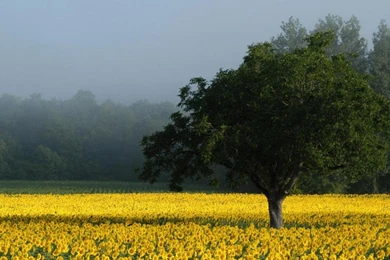 Sun Flower Forest   (