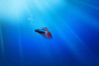 Hd Wallpapers For Windows 7 – 1920×1080 High Definition Wallpapers ...