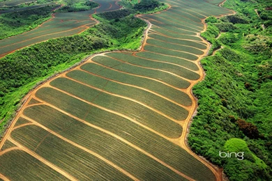 Pineapple Fields In Maui, Hawaii