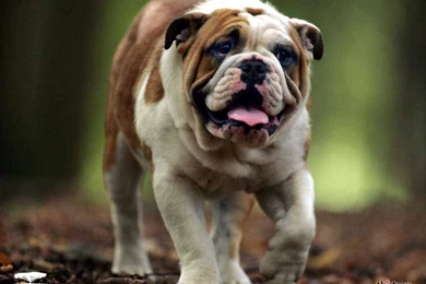 Pitbull Dog Wallpapers   Wallpapers Cave