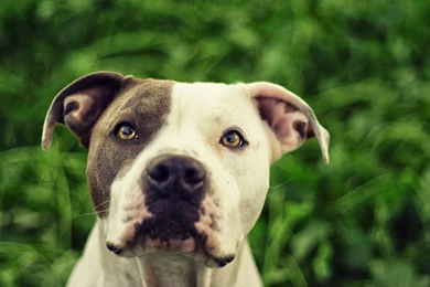 Pit Bull Dogs Wallpapers: Pitbull Dog Wallpapers HD