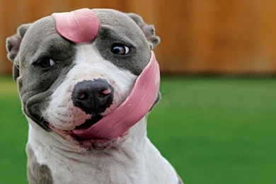 Trololo Blogg: Wallpapers Hd Pitbulls