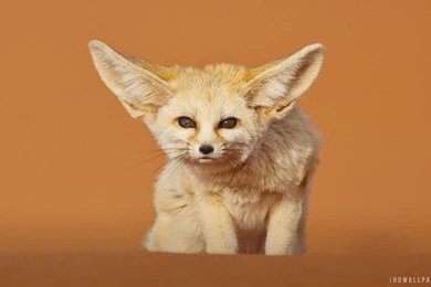 Fennec Fox Merzouga Morocco HD Wallpapers   IHD Wallpapers