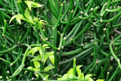 Close Up Of Succulent And Creeper – Backgrounds