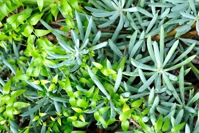 Close Up Of Succulent Sedum And Creeper – Backgrounds
