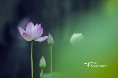 Praise To The Lotus Mac Wallpapers Download