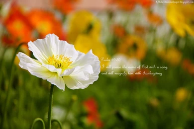 Psalm 69:30   Praise God's Name Wallpapers   Christian Wallpapers ...