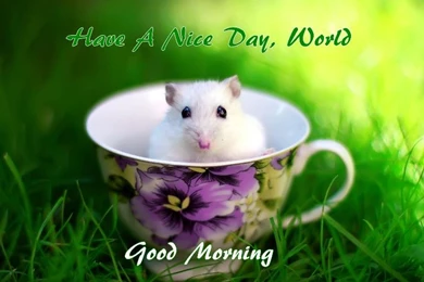 Gud Morning Wallpapers