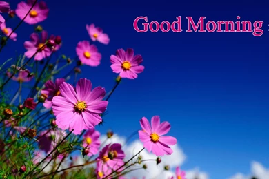 Good Morning Love Images Wallpapers