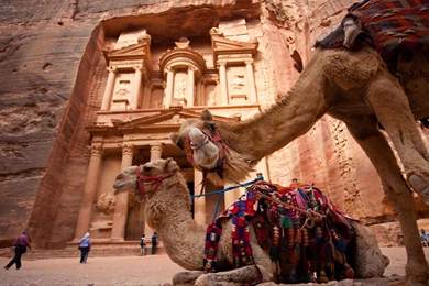 The Curious Camel In Petra   Traveler Photo Contest 2013 ...