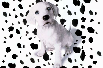 Spotted Dalmatian Puppy   Free Animals Wallpapers Image With Dogs
