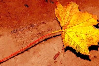 Desktop Wallpapers · Gallery · HD Notebook · Maple Leaf Hd ...
