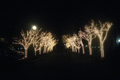 Christmas Lights At Columbia University   New York   The City Pictures