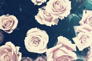 Phone Backgrounds : TheBERRY