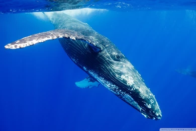 Whale Wallpapers