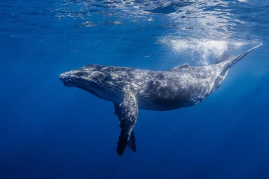 1920x1080 Humpback Whale Hd Wallpapers