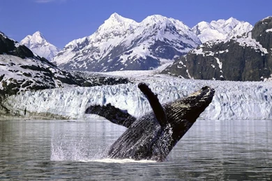 Humpback Whale Wallpapers   Wallpapers Cave