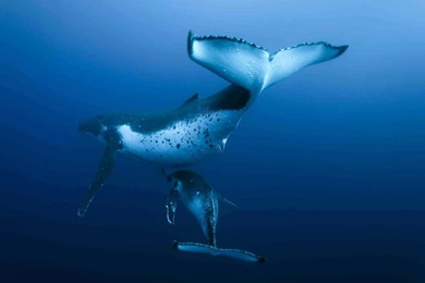 Animals Whales Humpback Whale Wallpapers