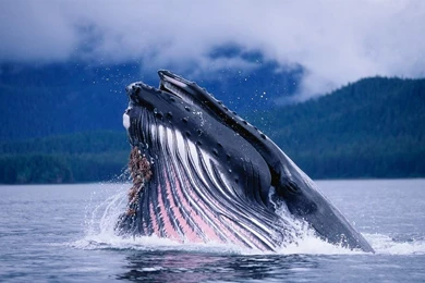 Download Free Whale Wallpapers (10 HD Photos)