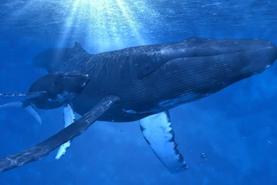 Animals Whales Underwater Baby Humpback Whale Wallpapers