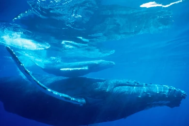 Free HQ Humpback Whale Hawaii Wallpapers   Free HQ Wallpapers