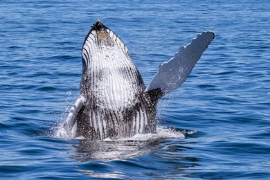 Say Hello To Humpback Whale HD Wallpapers. 4K Wallpapers