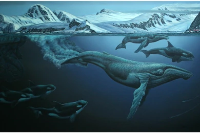 Whales: Humpback Whales Mammals Ocean Full HD Animal Wallpapers ...