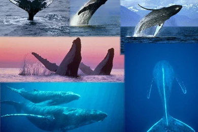 Wallpaper, A Show By Humpback Whales