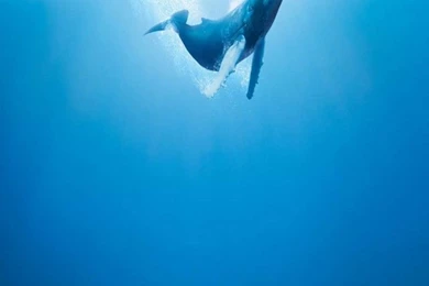 Humpback Whale Blue Ocean iPhone Wallpapers / IPod Wallpapers HD ...