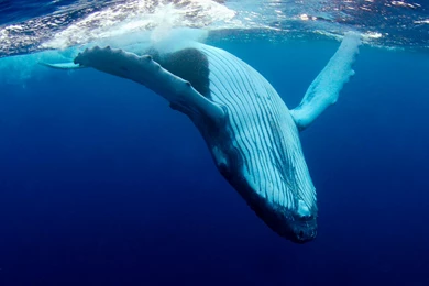 1032x774px Humpback Whale