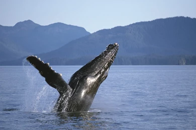 Humpback Whale Photos Pictures For Your Project On Animal Picture ...