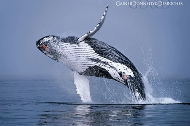 1024x768 Humpback Whale Desktop PC And Mac Wallpapers