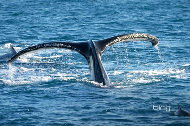 Humpback Whale HD Wallpapers   IHD Wallpapers