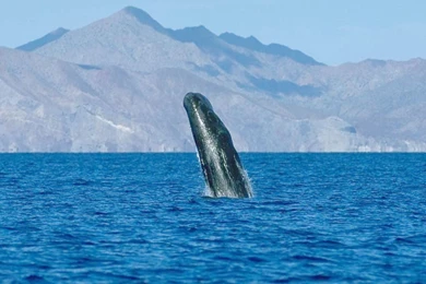 Hump Back Whale   Humpback Whales Wallpapers (32310749)   Fanpop