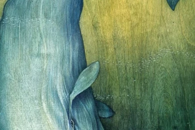 Humpback Whale Illustration Wallpapers   Free iPhone Wallpapers