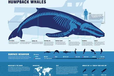 Whales