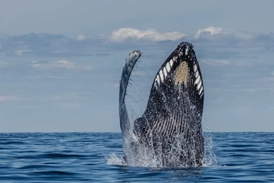 Spontaneous Moments   Week 14 Wallpapers   Traveler Photo Contest ...