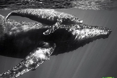 Animal Planet Whales Wallpapers Download   Humpback_calf