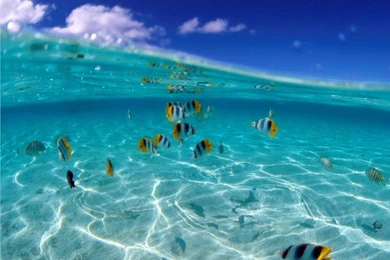 Free PC Backgrounds Wallpapers_other_Desktop Wallpapers Free Download