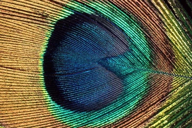 Desktop Wallpapers » Other Backgrounds » Iridescent, Peacock Eye ...