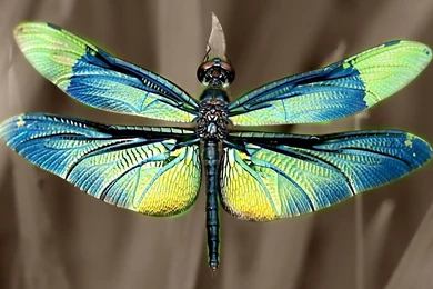 Iridescent Dragonfly Wings Wallpapers