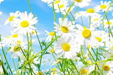 45 Stunning Fresh iPhone 5 Wallpapers