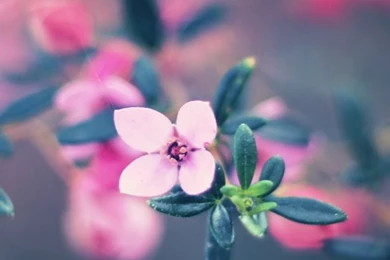 iPhone Flower Backgrounds   Wallpapers Zone