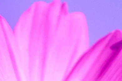 Pink Flower iPhone 5 Wallpapers (640x1136)