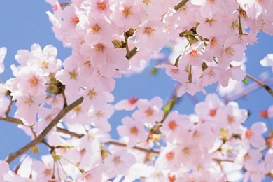 Iphone Wallpapers Os X Lion